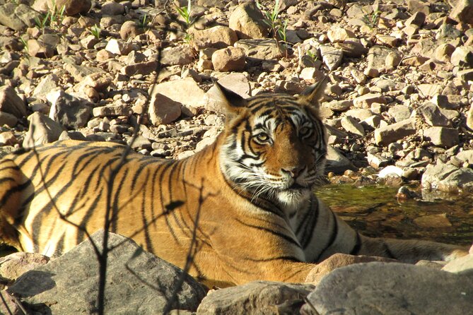 Tiger Safari in Ranthambore National Park - What the 3-hour Safari Really Feels Like (Jeep vs Canter)