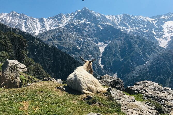 Triund Trek with Manu Adventures India - Triund in Two Days, Without the Huge Commitment