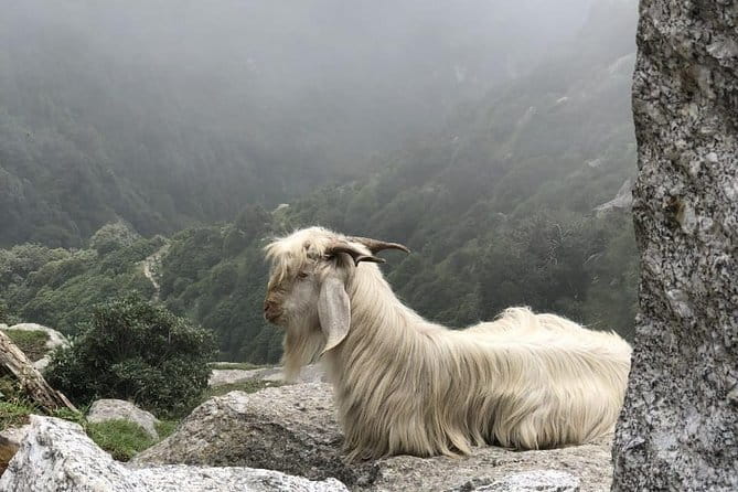 Triund Trek - Where the trek fits: Dharamsala, McLeod Ganj, and your start point