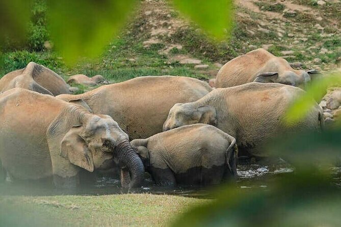 Wild Elephant Anakulam & Waterfalls Tour(munnar valley Trekking) - Key things to know before you go