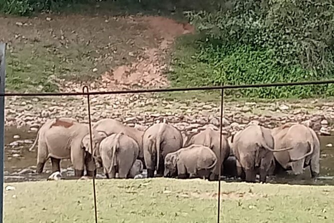 Wild Elephant Anakulam & Waterfalls Tour(munnar valley Trekking) - Entering Munnar’s elephant country at Anakulam