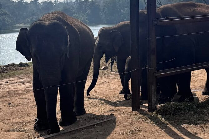 Wild Life Jeep Safari Tour at Bannerghatta with Private Transfer - Key Highlights You’ll Actually Care About