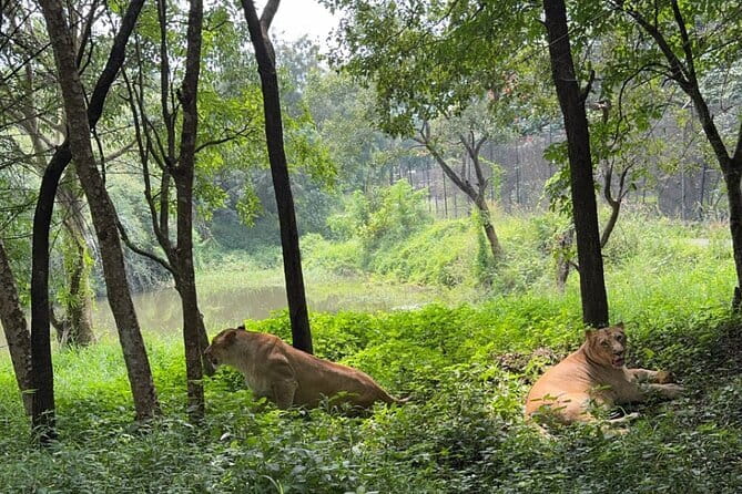 Wild Life Jeep Safari Tour at Bannerghatta with Private Transfer - Drivers, Communication, and Why It Feels Low-Stress