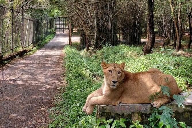 Wild Life Jeep Safari Tour at Bannerghatta with Private Transfer - The Morning Schedule That Keeps the Day From Dragging